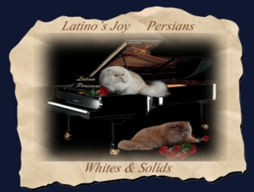 Latino Persians cattery